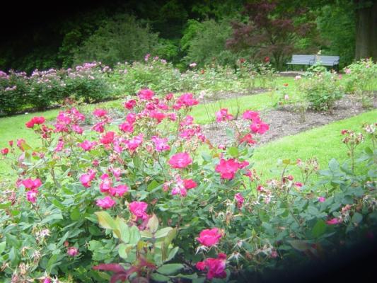 Essex County Rose Garden at Brookdale Park 