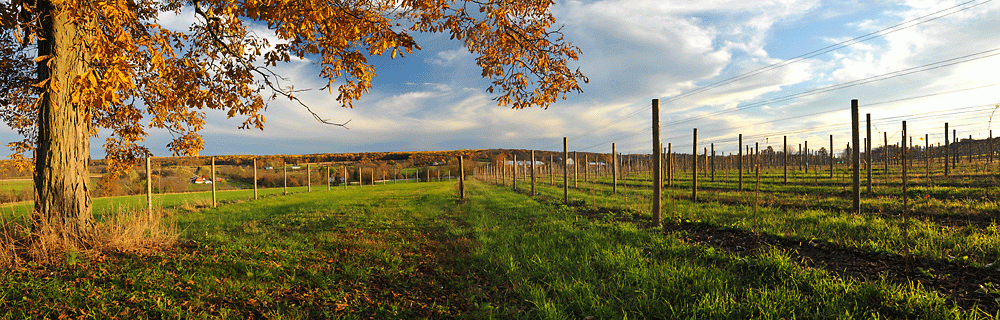 Unionville Vineyards