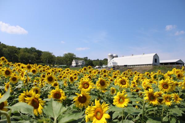 view of sunflowers across field with barn in the backgroun