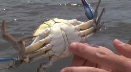 Crabbing for Blue Claws