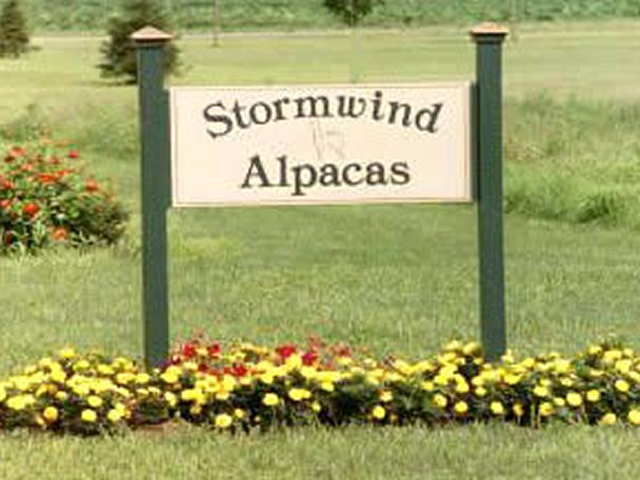 Stormwind Alpacas