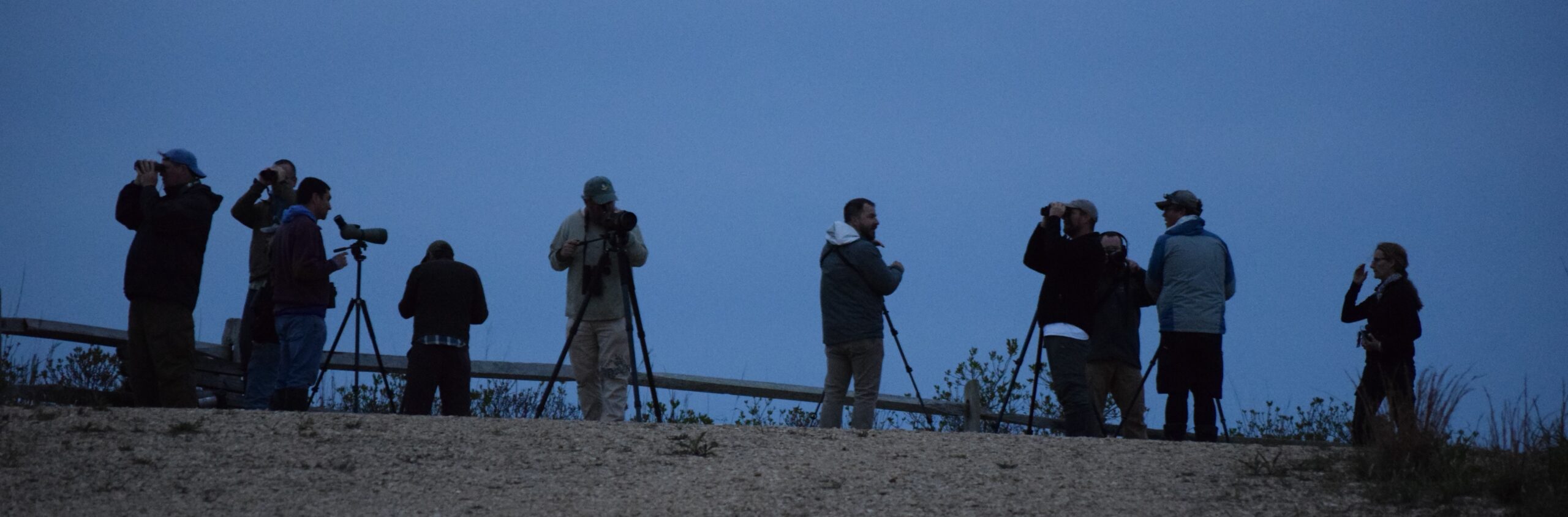 group of photographers at dusk bird watching