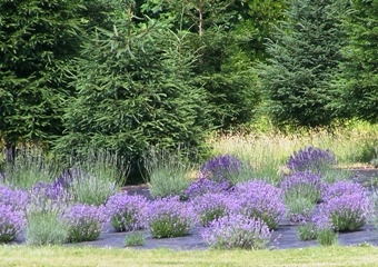 Pleasant Valley Lavender