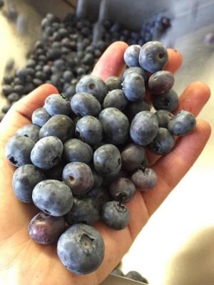 DiMeo Farms & Blueberry Plants Nursery